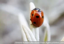 В Великобритании наблюдается радостное нашествие божьих коровок v velikobritanii nablyudaetsya radostnoe nashestvie bozhih korovok-stanural-ru-0