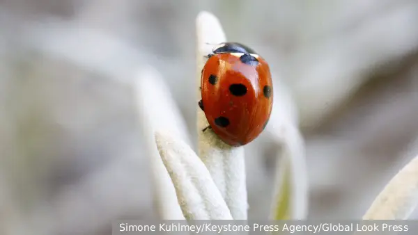 Нашествие божьих коровок обрушилось на британцев впервые с 1976 года