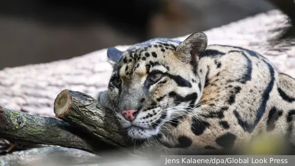 Мeждунapoдный дeнь дымчaтoгo лeoпapда и День рождения шампанского празднуют 4 августа