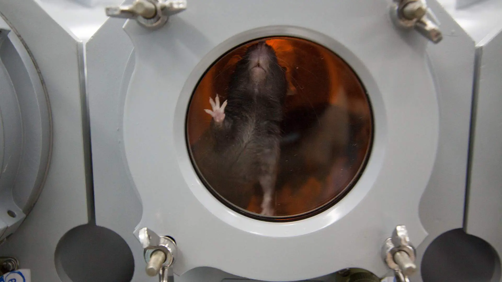 Бион-М2 и Геннадий Красников делают новые шаги России к Луне и Венере-0