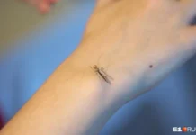 Эксперты ВОЗ и Роспотребнадзор обсуждают профилактику лихорадки чикунгунья eksperty voz i rospotrebnadzor obsuzhdayut profilaktiku lihoradki chikungunya-stanural-ru-0