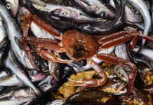 genprokuratura i rosrybolovstvo obsuzhdayut novye perspektivy vostok1 i shegnagaeva-stanural-ru-0