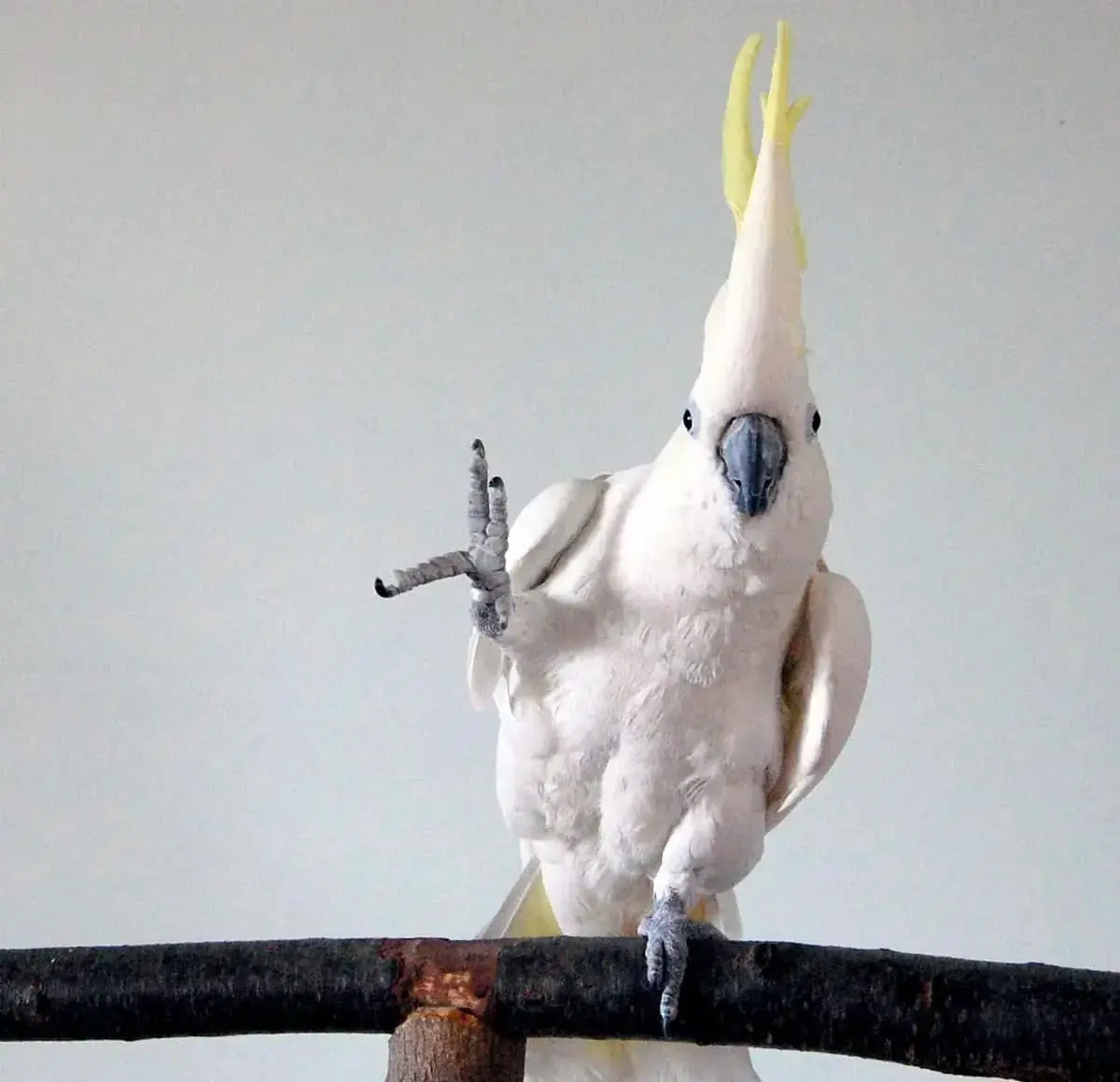 Исследования Наташи Любке о танцевальных талантах какаду Снежка и Майора Митчелла-0