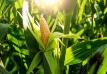 КБГУ и Анзор Паритов представляют новые сорта кукурузы с рекордными урожаями в Комсомольском kbgu i anzor paritov predstavlyayut novye sorta kukuruzy s rekordnymi urozhayami v komsomolskom-stanural-ru-0