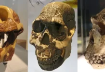 Люси и эволюция пищевых привычек Australopithecus afarensis изменили наши зубы lyusi i evolyucziya pishhevyh privychek izmenili nashi zuby-stanural-ru-0