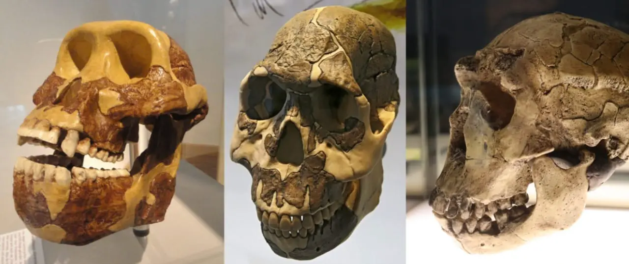 Люси и эволюция пищевых привычек Australopithecus afarensis изменили наши зубы-0