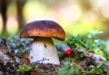 nikita kifel i larisa nesterova dayut sovety po sboru gribov v avguste-stanural-ru-0