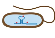 Открытие МФТИ и Университета Умео помогает выявить новый путь заражения Listeria monocytogenes otkrytie mfti i universiteta umeo pomogaet vyyavit novyj put zarazheniya -stanural-ru-0