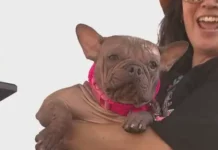 petuniya i eyo neveroyatnyj put k titulu samoj urodlivoj sobaki 2025 goda-stanural-ru-0