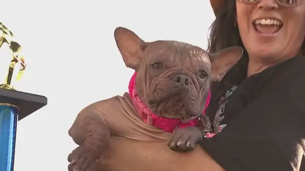 Определена самая уродливая собака в мире в 2025 году