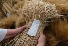 Росморречфлот опроверг слухи о незаконном экспорте зерна из Мариуполя и Бердянска rosmorrechflot oproverg sluhi o nezakonnom eksporte zerna iz mariupolya i berdyanska-stanural-ru-0