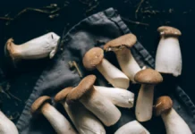 rospotrebnadzor vydelyaet glavnye rekomendaczii po bezopasnosti pri sbore gribov-stanural-ru-0