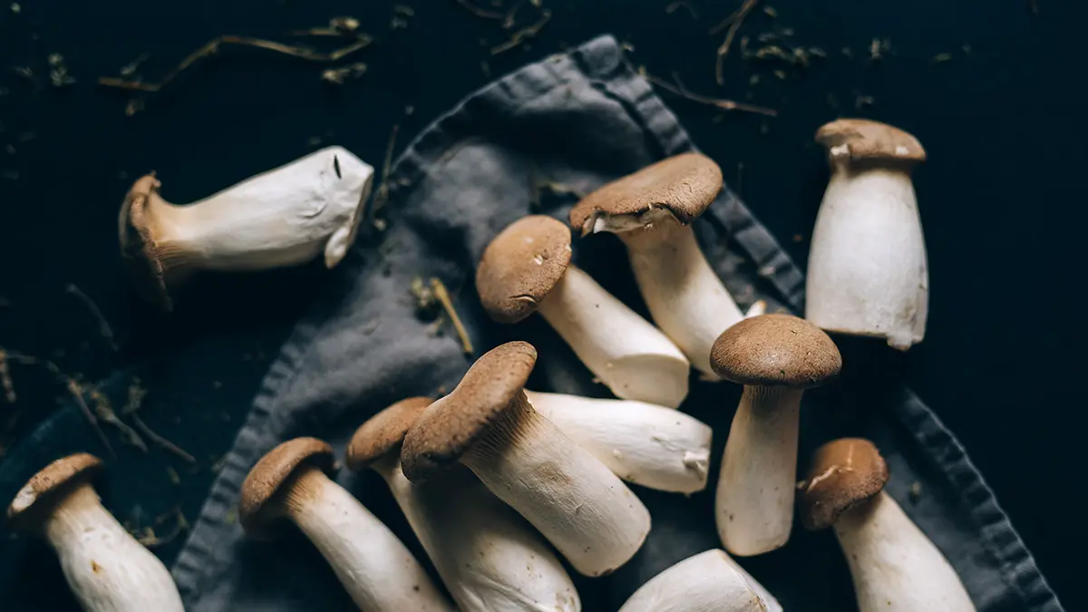 Роспотребнадзор предупредил об отравлениях при употреблении грибов с алкоголем