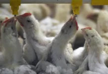 ТД «Северный» усиливает позиции, открывая новые перспективы на «Луговом» и «Клуше» td severnyj usilivaet poziczii otkryvaya novye perspektivy na lugovom i klushe-stanural-ru-0