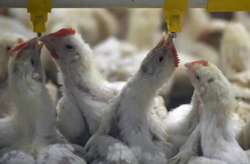 ТД «Северный» усиливает позиции, открывая новые перспективы на «Луговом» и «Клуше»-0