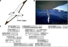 Токийский университет исследовал поведение пестролицых буревестников tokijskij universitet issledoval povedenie pestroliczyh burevestnikov-stanural-ru-0