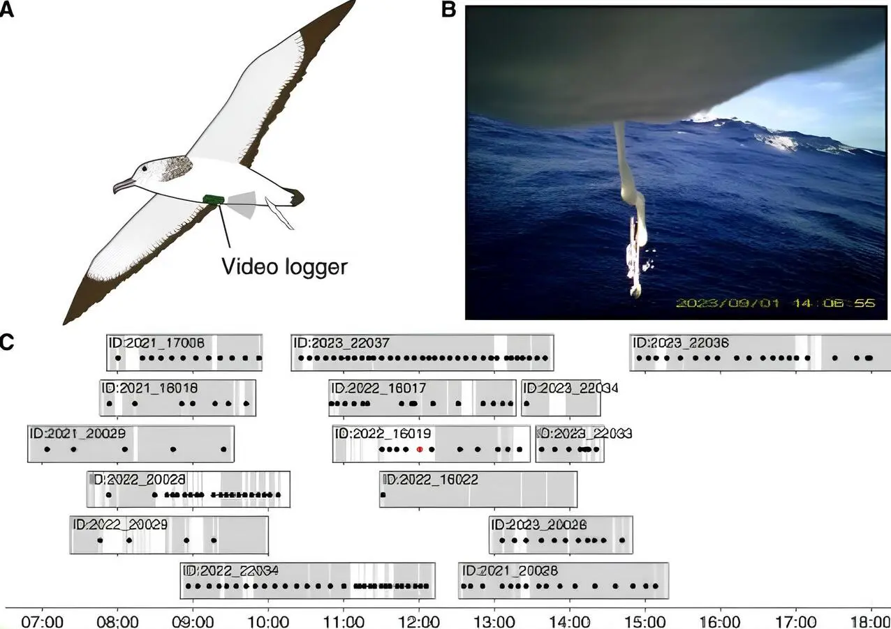 Токийский университет исследовал поведение пестролицых буревестников-0