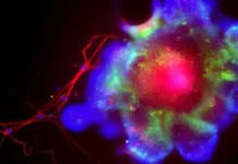 Ученые из Калифорнии исследуют mAChR4 и его потенциал в терапии алкогольной болезни печени uchenye iz kalifornii issleduyut 4 i ego potenczial v terapii alkogolnoj bolezni pecheni-stanural-ru-0