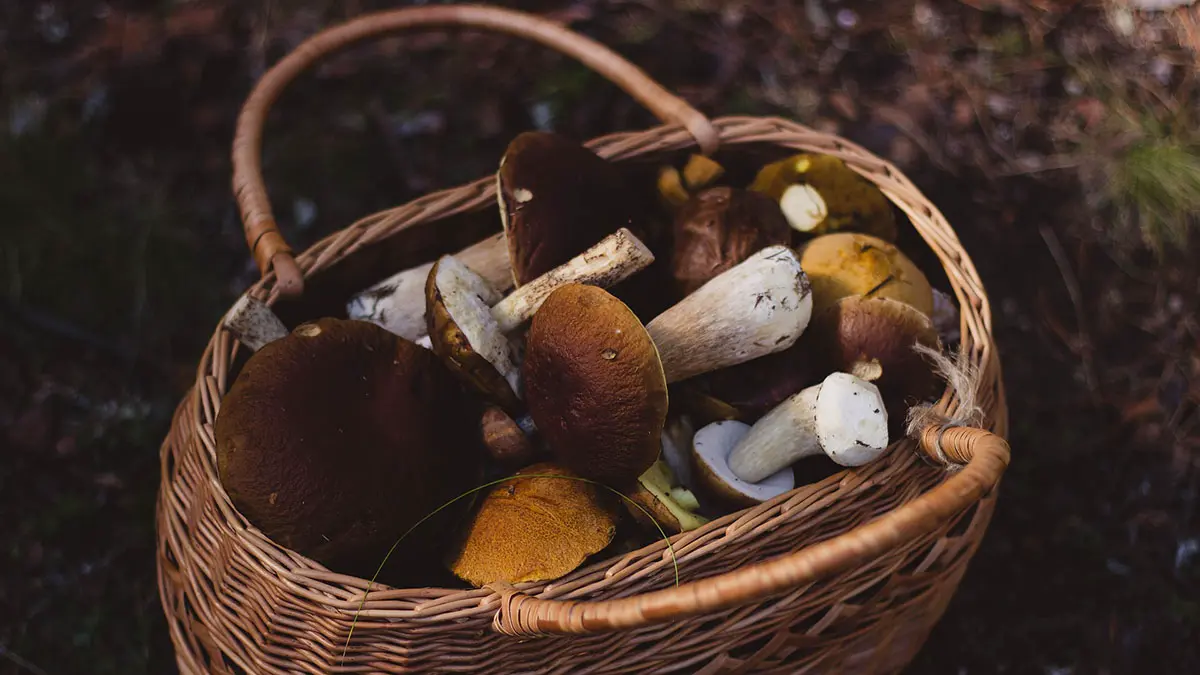 Сатанинские грибы заполонили леса Орехово-Зуева