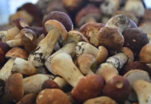 eksperty rospotrebnadzora i mariya zolotareva delyatsya sekretami gribnogo supa-stanural-ru-0