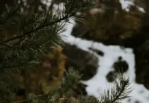 Исследования Оксаны Масягиной и Института леса им. В.Н. Сукачева о вкладе сибирской мерзлоты в климат планеты issledovaniya oksany masyaginoj i instituta lesa im vn sukacheva o vklade sibirskoj merzloty v klimat planety-stanural-ru-0