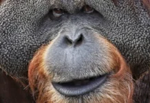 istoriya sandokana i kanzi udivitelnyh primatov moskovskogo zooparka-stanural-ru-0