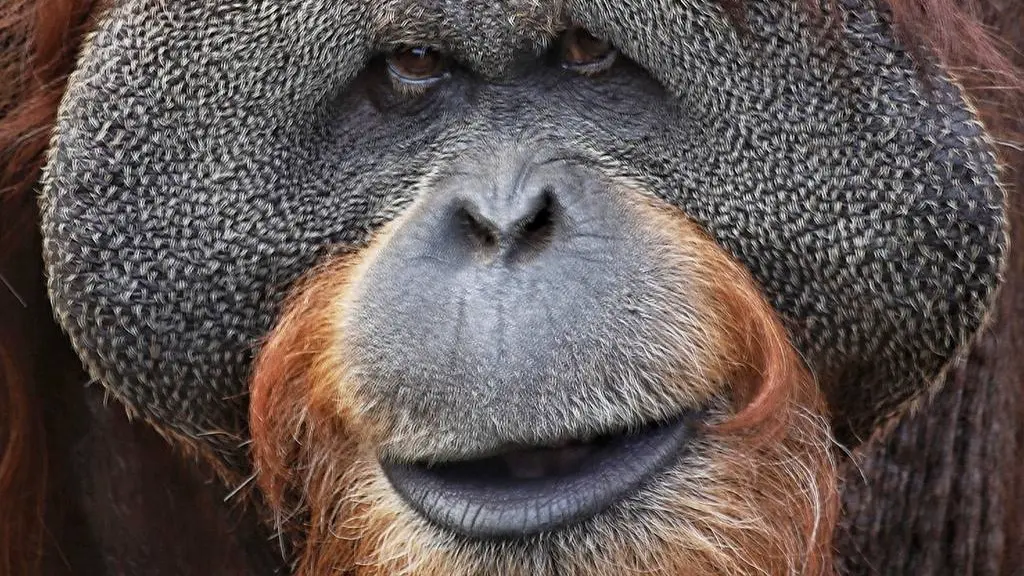 Скончался 43-летний орангутан Сандокан из Московского зоопарка