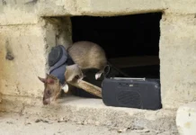 НКО APOPO и Университет Сокоине совместно с Кристофом Коксом меняют будущее с помощью крыс-героев nko i universitet sokoine sovmestno s kristofom koksom menyayut budushhee s pomoshhyu krysgeroev-stanural-ru-0