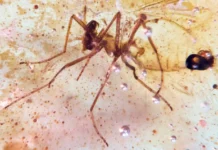 В Эквадоре обнаружен янтарь с меловыми насекомыми, первая находка в Южной Америке v ekvadore obnaruzhen yantar s melovymi nasekomymi pervaya nahodka v yuzhnoj amerike-stanural-ru-0