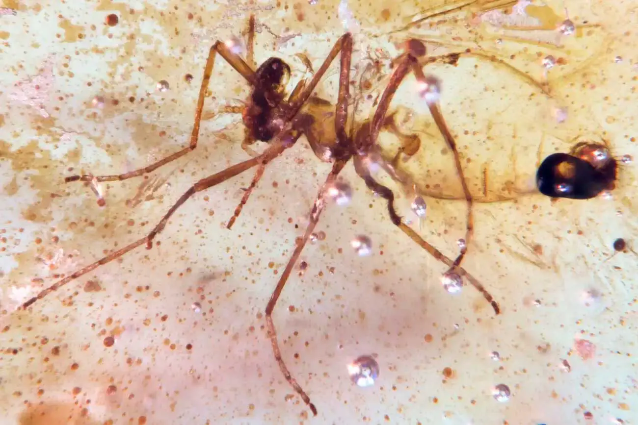 В Эквадоре обнаружен янтарь с меловыми насекомыми, первая находка в Южной Америке-0