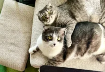 burmatov zayavil v gosdume o narushenii konstituczii rf zakonami o limite zhivotnyh-stanural-ru-0