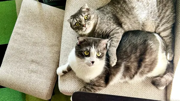 Депутат: Ограничение числа кошек и собак в квартире противоречит Конституции