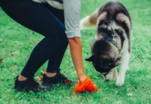 Дмитрий Бондарь предлагает законопроект с новыми правилами для владельцев домашних питомцев dmitrij bondar predlagaet zakonoproekt s novymi pravilami dlya vladelczev domashnih pitomczev-stanural-ru-0