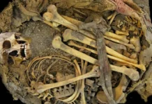 Древний микробиом Мексики раскрывает диету предков через Romboutsia hominis drevnij mikrobiom meksiki raskryvaet dietu predkov cherez -stanural-ru-0