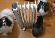 Евгений Моисеев и забота о Кисловодске в преодолении трудностей evgenij moiseev i zabota o kislovodske v preodolenii trudnostej-stanural-ru-0