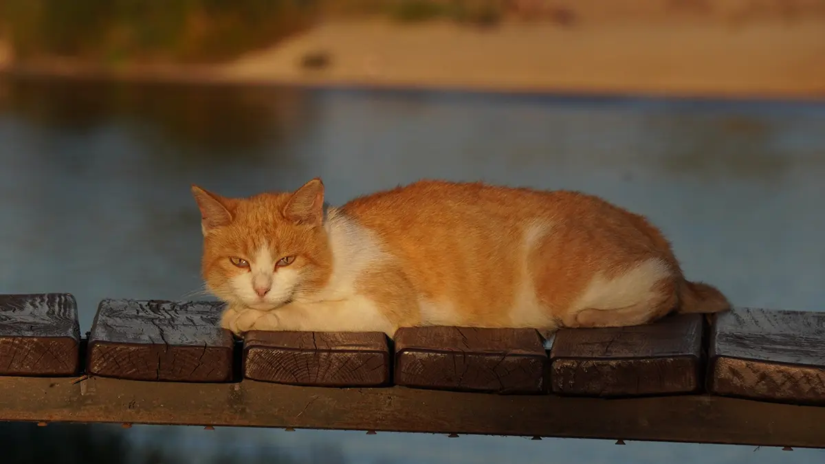 Боевой кот Вася в розовом ошейнике начал ездить на фронт с российскими бойцами