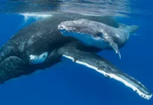Малыши горбачей покоряют океаны у Гавайев и Аляски, радуя всех malyshi gorbachej pokoryayut okeany u gavajev i alyaski raduya vseh-stanural-ru-0