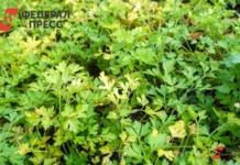 matvej kovalev iz novosibirska rasskazal o vliyanii soczkontrakta na biznes-stanural-ru-0