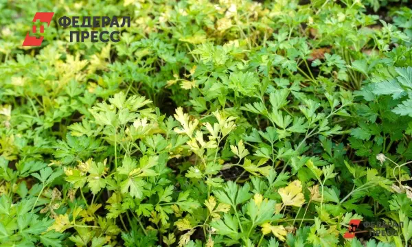 Матвей Ковалев из Новосибирска рассказал о влиянии соцконтракта на бизнес-0