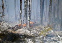 МЧС России по Приморью предупреждает о пожароопасности в лесах округа Ханкай mchs rossii po primoryu preduprezhdaet o pozharoopasnosti v lesah okruga hankaj-stanural-ru-0