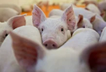 Новгородский государственный университет и Новгородский бекон предложили световое решение для повышения плодовитости свиней и улучшения производства novgorodskij gosudarstvennyj universitet i novgorodskij bekon predlozhili svetovoe reshenie dlya povysheniya plodovitosti svinej i uluchsheniya proizvodstva-stanural-ru-0