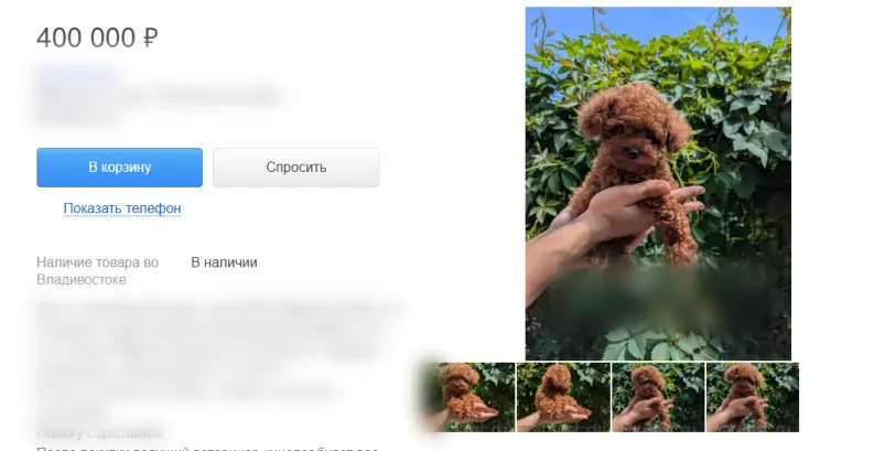 Щенка с "плюшевой" внешностью продают за 400 тысяч во Владивостоке Скриншот сайта объявлений