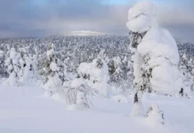 poiski usolczevyh v krasnoyarskoj tajge stalkivayutsya s nesootvetstviyami-stanural-ru-0