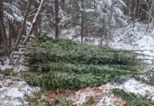 Полиция Дальнереченска и прокуратура Владивостока объединили усилия для защиты леса policziya dalnerechenska i prokuratura vladivostoka obedinili usiliya dlya zashhity lesa-stanural-ru-0