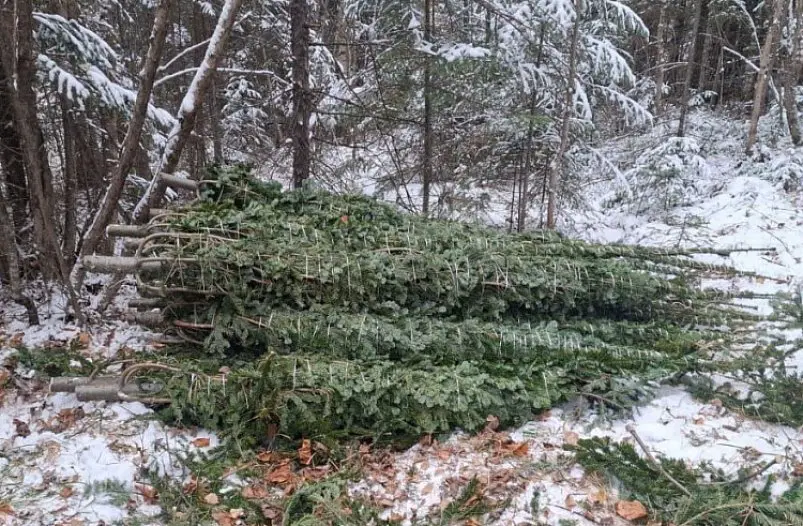 Восемь человек задержали в Приморье за незаконную вырубку 336 елей и пихт министерство лесного хозяйства, охраны окружающей среды, животного мира и природных ресурсов Приморского края