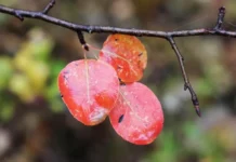 Примгидромет анонсирует переменчивую погоду во Владивостоке и Приморье primgidromet anonsiruet peremenchivuyu pogodu vo vladivostoke i primore-stanural-ru-0