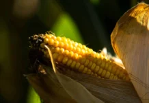 Светлана Хаширова и Мурат Бахов исследуют полимеры КБГУ и МГУ для сельского хозяйства svetlana hashirova i murat bahov issleduyut polimery kbgu i mgu dlya selskogo hozyajstva-stanural-ru-0