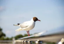 Удивительное открытие о роли Серебристых чайок в очистке Кольского залива от микропластика udivitelnoe otkrytie o roli serebristyh chajok v ochistke kolskogo zaliva ot mikroplastika-stanural-ru-0