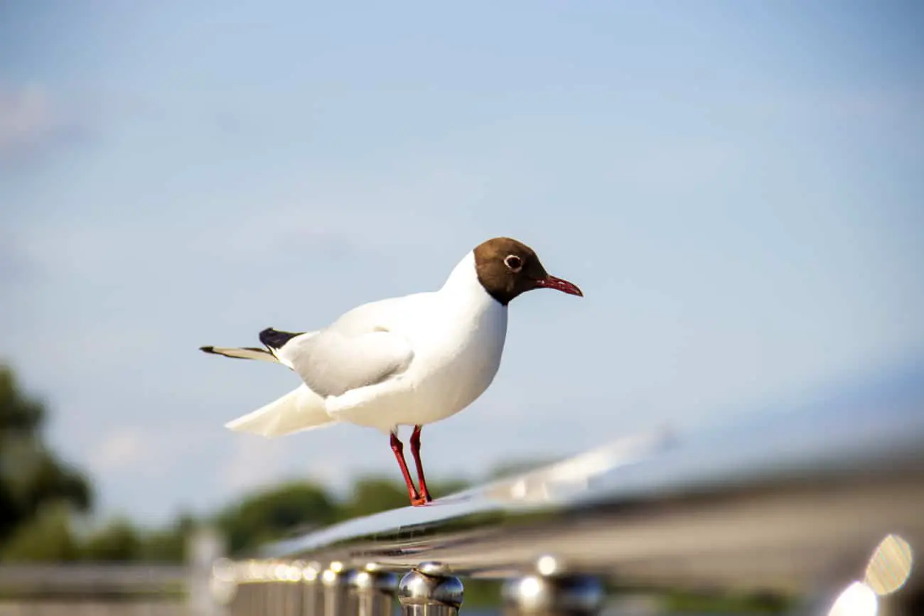 Удивительное открытие о роли Серебристых чайок в очистке Кольского залива от микропластика-0