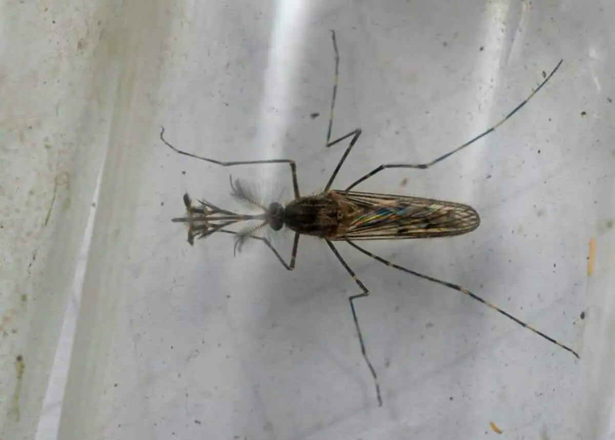 В Грундартанги Исландии обнаружены комары Culiseta annulata-0